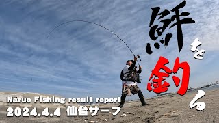 サーフ開幕目前？フラットフィッシュが釣れ始まったので仙台サーフを調査！ヒラメ・マゴチ狙いの短時間勝負！