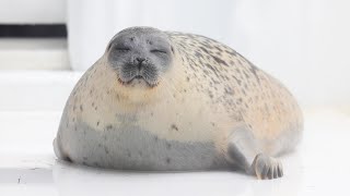 【まるすぎるアザラシ】 モチモチ柔らかそうなアラレちゃん （Ringed seal / Arare）