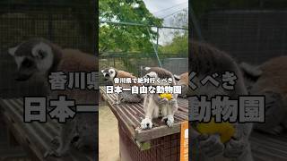 日本一自由な動物園　#香川県　#しろとり動物園　#動物園