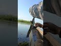 first catch porom snakehead loktak lake.