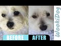 Dog Grooming WHITENING Shampoo (How do you get stains off a white dog) WookiDog Maltese Shih Tzu