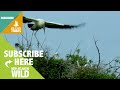 the jabirus storks ensure the chicks get enough to eat