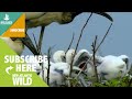 the jabirus storks ensure the chicks get enough to eat