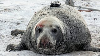 Lost footage of grey seal camera recovered | CBC Kids News
