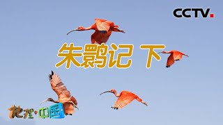 朱鹮保卫战！打造人与自然和谐共生的新格局 朱鹮记 下 20210916 |《地理·中国》CCTV科教