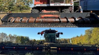 Swathing marathon🏎️has finished and peas🫛harvest is in full swing🚜