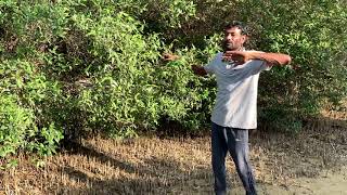 Mangrove Forest 🌳 in Gujarat Bet Dwarka by RAVIBHAI VADHER