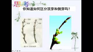 初二综合科学上册 第六章 植物的一生 part 6