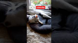 Niedziela u Kota w domu #cat #zwierzaki #kot #funny #śmieszne #catlover #cute #kitten #shorts