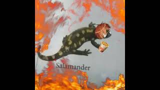 Salamander Kajiyama Fuuta #milgram