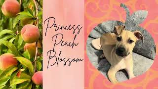 Princess Peach Blossom is waiting to bloom with YOU! 🍑🐾