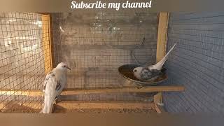 Top quality pied dove all variety breeder setup of Salman Mughal bhai setup visit @ lahore with Team