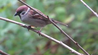 Tree Sparrow  -  Ringmus - Will Schep