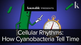 Cellular rhythms: How cyanobacteria tell time