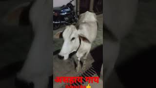 असहाय गाय 😯