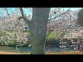 豊川市　音羽川提の桜並木