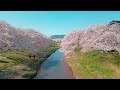 豊川市　音羽川提の桜並木