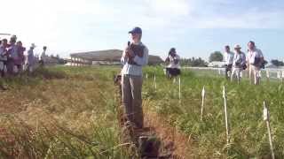 Drought tolerance screening at IRRI