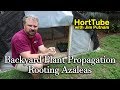 Backyard Plant Propagation 6 - Rooting Azaleas