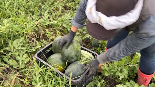 スイカ🍉たくさん収穫出来ました 29/8/2022