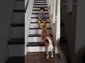 子守する柴犬の真実‥ shorts