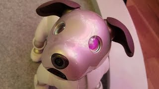 MEETING THE AIBO 1000