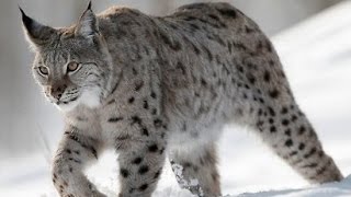 Рысь обыкновенная - European Lynx (Энциклопедия животных)