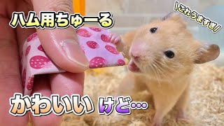 【絶対見て】ハムスターにチュールばかりあげていたら最後はこうなります【キンクマ】