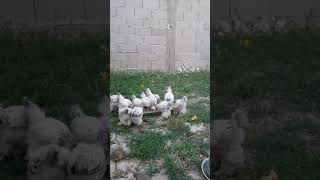 Brahma yavrular 40 günlük masaallah 🐥🐣🐔🐓