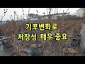 블루베리 노지 메도우락 꽃눈 현재상태 22. 3. 25 신품종 저장성 최고의 품종 조생종 노후대책 노후준비