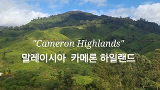 말레이시아 카메론 하일랜드 1박2일 BOH  딸기농장 Cameron Highlands  Valley Tea House 2 | strawberry farm | Agro Market