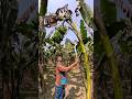 How bananas are cut, food (episode 1618) #food #shorts