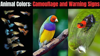The Science of Animal Colors: Camouflage and Warning Signs