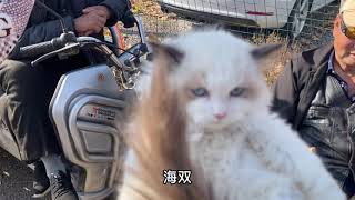 纯种英短蓝猫布偶美短真实价格猫咪一大窝