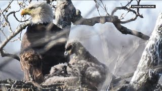 IN DEPTH: Eagle population growing in Wisconsin