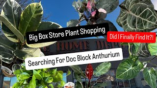 Big Box Store Plant Shopping Doc Block Anthurium by Proven Winners Home Depot Search for Anthurium