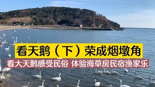 荣成烟墩角天鹅湖 看大天鹅感受民俗 体验海草房民宿和渔家乐