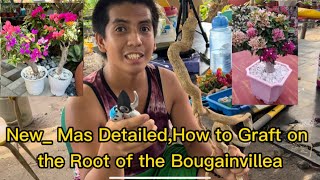 New_ Mas Detailed,How to Graft on the Root of the Bougainvillea