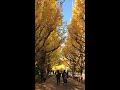 【大行列】神宮外苑いちょう並木2018年年11月25日のお昼の様子