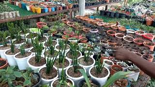 ডেমরা পাইডি ব্রাক নার্সারি। Demra paidi BRAC  nursery.