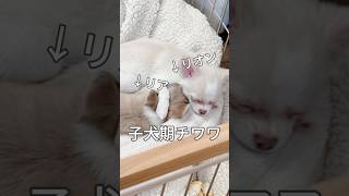 子犬期チワワ　#チワワ #犬のいる暮らし #多頭飼い   #ちわわ