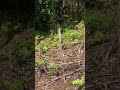 kejaran anjing pemburu menggiring babi hutan #boarhunting #doghunter #huntingdog #shortvideo