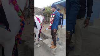 વીરને જરી ફરેલા સાફા #shorts #short #viralvideo