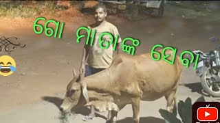 ଗୋ ମାତାଙ୍କ ସେବା || gomatanku diagala ghasa || ketoti ଗୋମାତା ଖାଇଲେ ghasa 🙏🙏👏