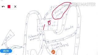 Fetal Heart Circulation  (Prepared By- Krishna Bhardwaj)