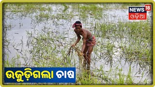 Kanas: ବନ୍ୟା ଯୋଗୁଁ ଉଜୁଡ଼ିଲା ହେକ୍ଟର ହେକ୍ଟର ଜମିର ଫସଲ