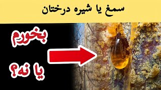 صمغ یا شیره درختان را بخورم یا نخورم | خوردن شیره درخت فایده داره یا ضرر ؟