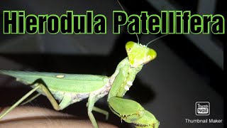 Pet Praying Mantis (Hierodula Patellifera)