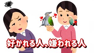 インコは人間に一目惚れをしない！？動物は好き・嫌いがハッキリしている.その理由とは？cockatiel【オカメインコのきなこ】