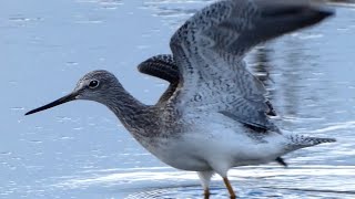 Greater yellowlegs sandpiper bird call sound \u0026 eating fish